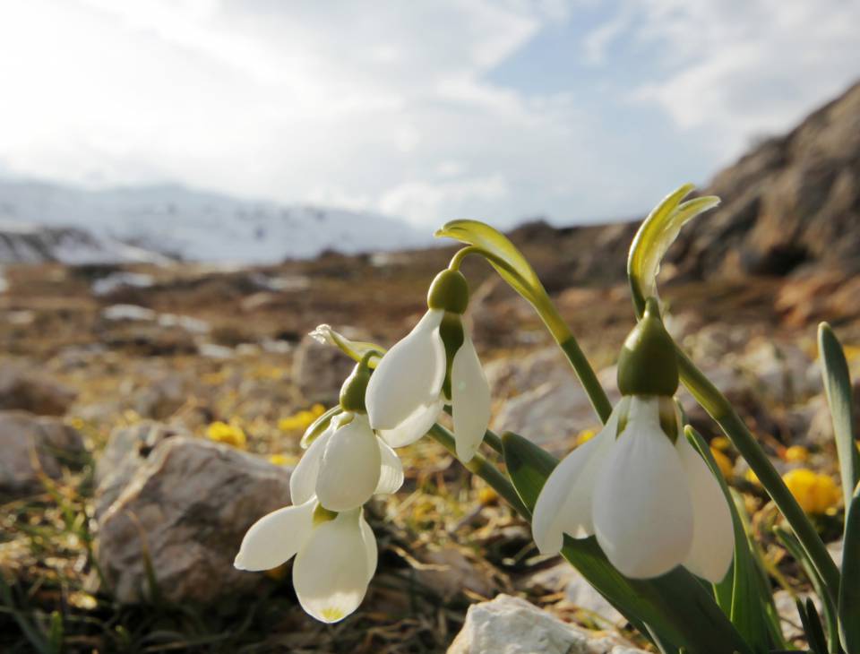 Frühling im Allgäu - Königshof Hotel Resort